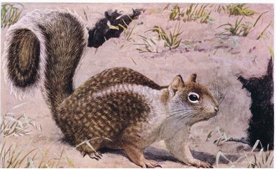 California Ground Squirrel Lives Underground and is an Excellent Digger by Louis Agassiz Fuertes